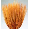 WHEAT Burnt Oak 30"- 